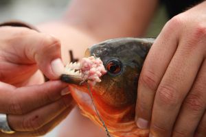 10 Seriously, serious animal