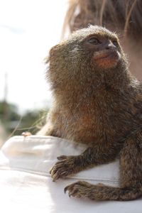 IMG_4739 pygmy and K