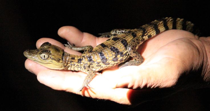 Cuyabeno, Amazon, Ecuador, caiman