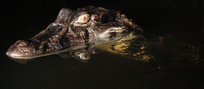 Cuyabeno, Amazon, Ecuador