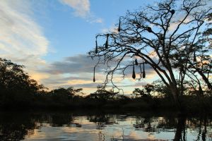 Weaver bird nests in Cuyabeno National Park, Ecuador