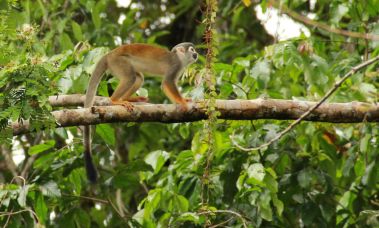 Spider monkey, Cuyabeno, Ecuador, Amazon