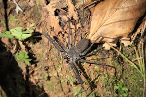 Cuyabeno, Amazon, Ecuador, scorpion spider
