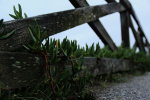 Ice plant along the way