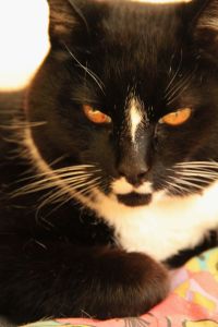 Scoobie says you may go now. Say thank you, and do not turn your back as you leave.