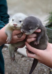 http://www.tumblr.com/tagged/sea%20otters?before=18