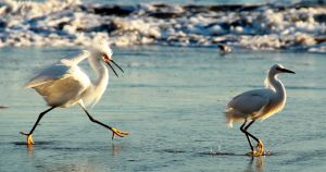 More about these guys later