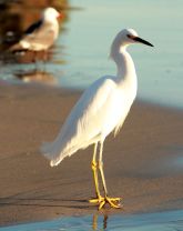 Snowy egret wants to know what you're so worried about.