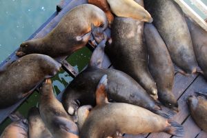 Puddles of sea lions under the wharf
