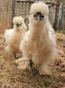 Rupert and Gertrude?