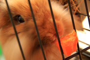 And does one really need a reason to put a bunny picture anywhere one pleases?