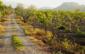 Ayosoluk Citadel above Selcuk