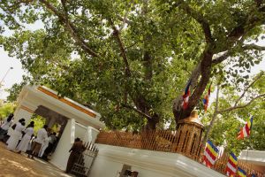 Sacred bodhi tree