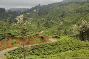 That big white building is a processing factory.