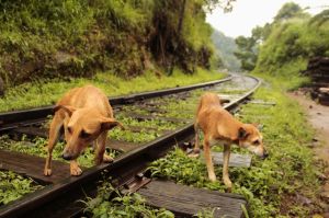 They were unsure about approaching the bag of litter I'd collected.