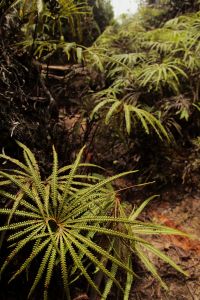 Pics from a walk in the Cameron Highlands last week, near Tanah Rata, Malaysia.