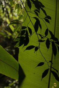 Cameron Highlands 02
