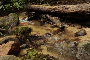 I was actually standing in that stream after taking this picture when the wee Frenchie arrived.