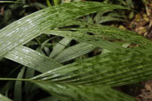 Cameron Highlands 04