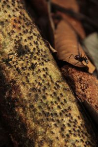 A construction worker next to the normal workers