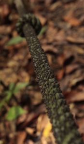 Don't grab that rope