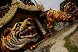 Tiger Temple 01