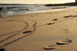 CA Santa Cruz beach 2