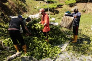 Near the zipline's end (background), Malaysia