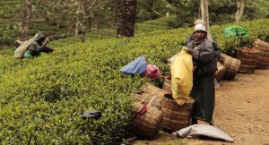 Sri Lanka, somewhere near Nuwara Eliya