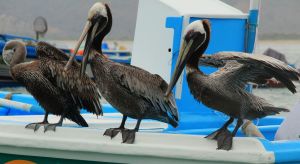 Ecuadorian pelicans, 2012