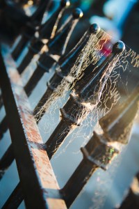 cobweb fence