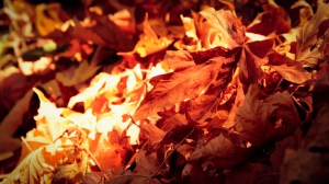Autumn leaves in Big Basin