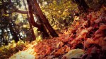 Fall leaves in Big Basin, California