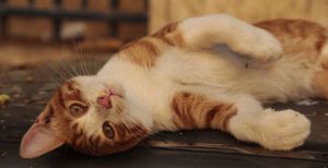 Jerusalem cat wants to listen to your problems.