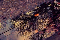 I wish I'd taken pictures of the food, but all I have are the half dozen from a walk