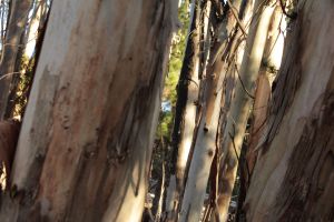 Eucalyptus trees