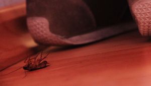 Dead cockroach, backpacing