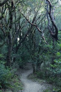 path and green and dark
