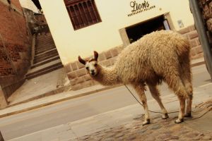 llama, Cuzco, backpacking
