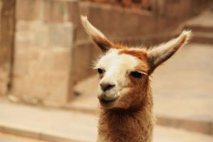 Cuzco street llama says to take it easy with your teeth