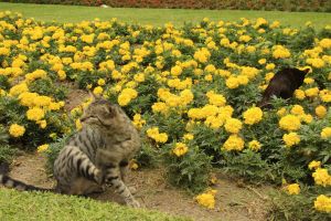 cats in Miraflores, traveling and backpacking in Lima, Peru