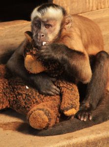 Peru pet monkey