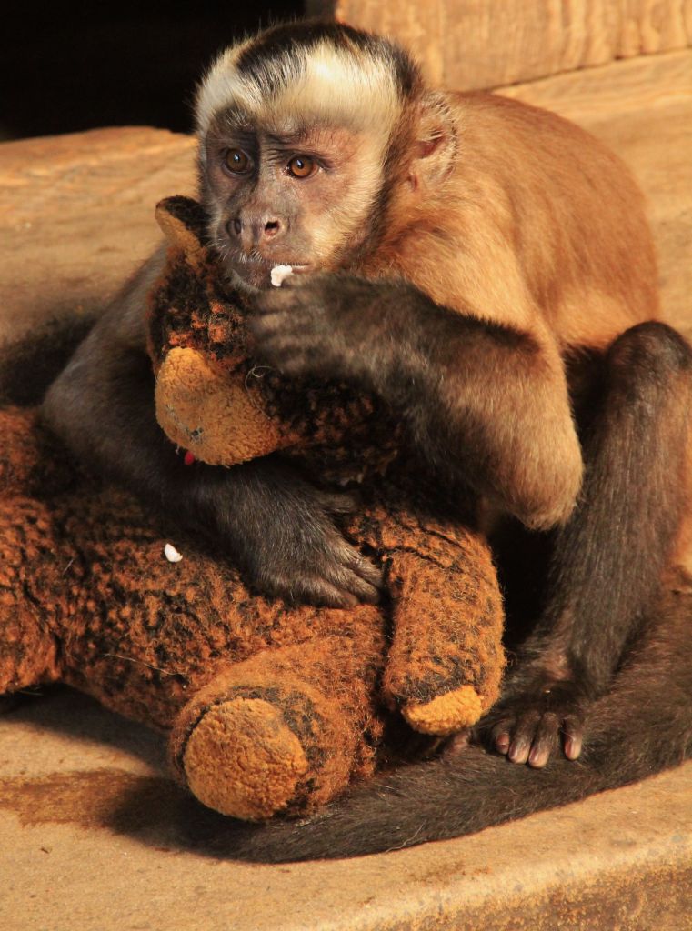 Peru pet monkey