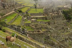 Llama at misty Machu Picchu, Peru, backpacking