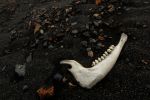 sheep jaw bone