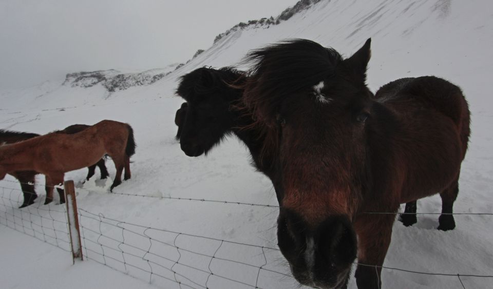 Iceland ponies, travel, photos