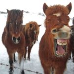 Iceland ponies, travel, photos