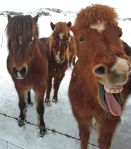 Iceland ponies, travel, photos