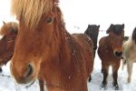 Iceland ponies, travel, photos