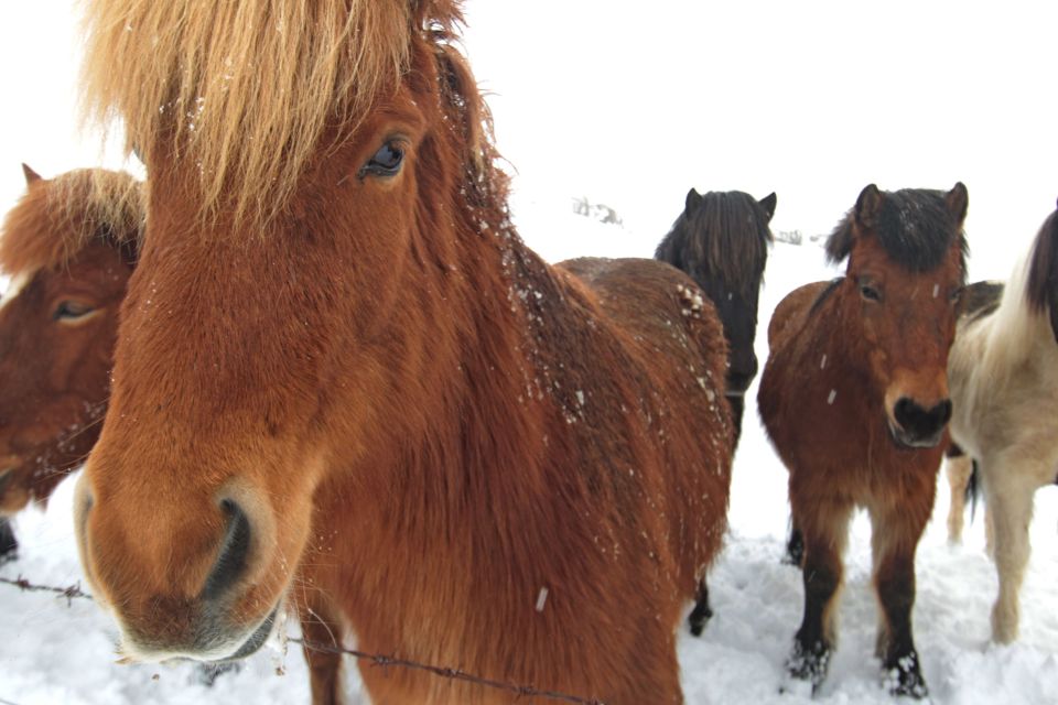 Iceland ponies, travel, photos